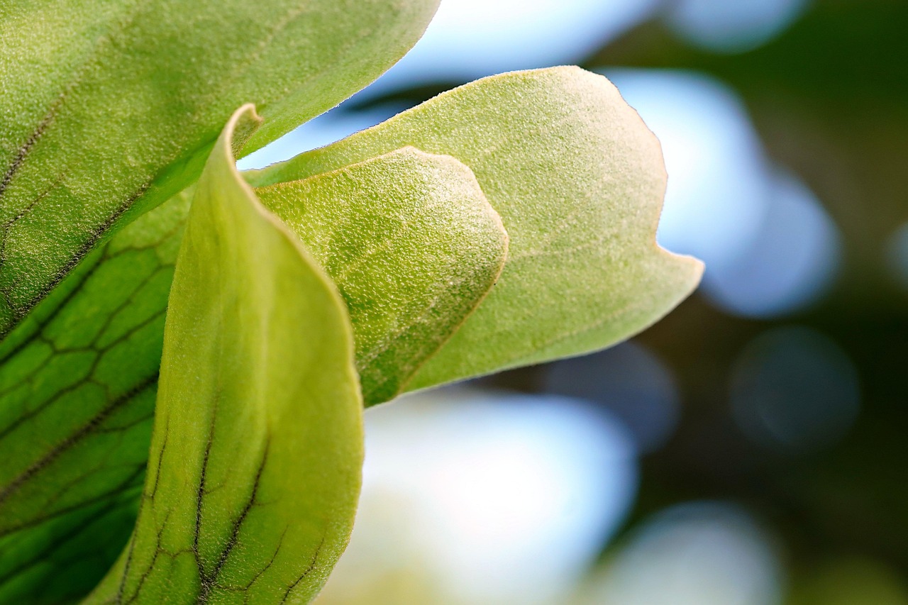 leaves, staghorn fern, green leaves, foliage, garden, nature, closed up, elkhorn fern, staghorn fern, staghorn fern, staghorn fern, staghorn fern, staghorn fern