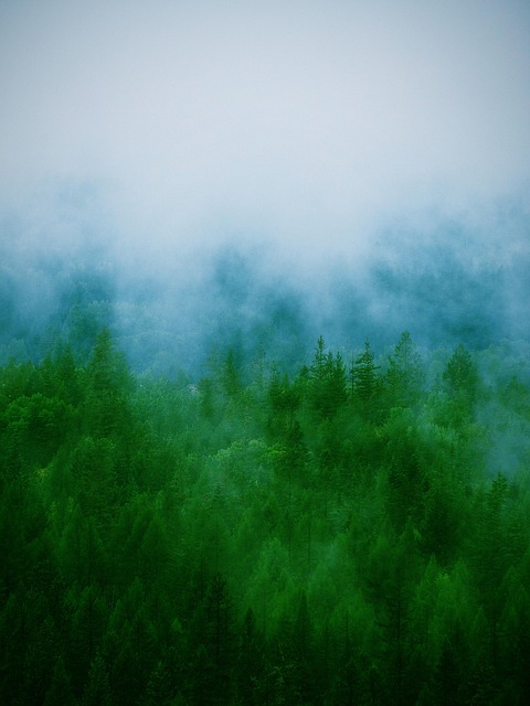 Conifere, Copaci, Nori, Ceaţă, Natura
