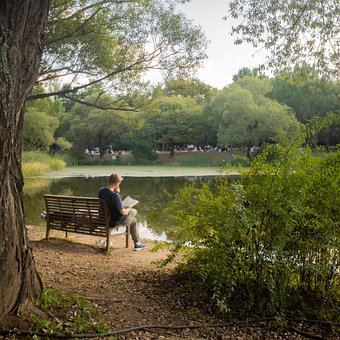 Floresta, Homem, Lago, Lendo, Banco