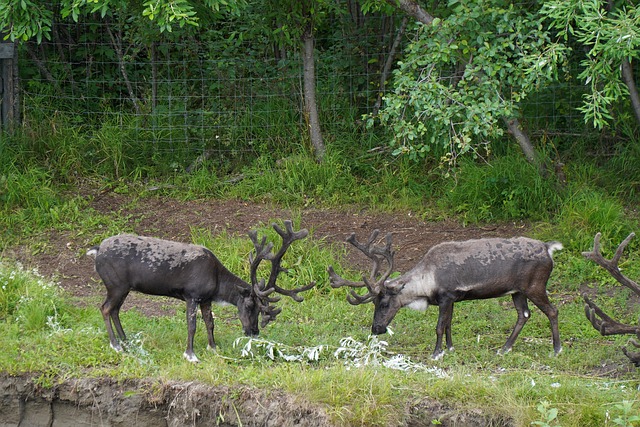 Free Alaska Fairbanks photo and picture