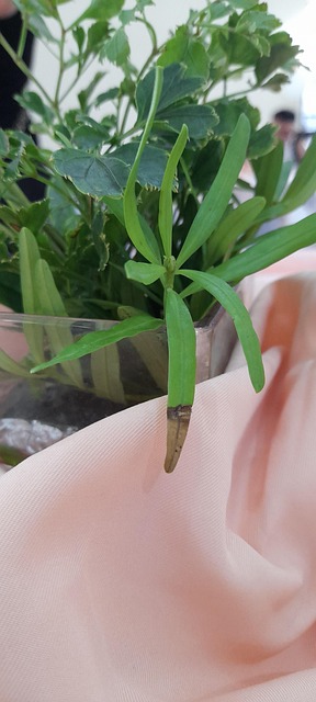Free Green Plant photo and picture