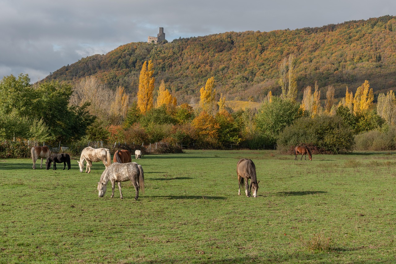 Horse - free online jigsaw puzzle photo