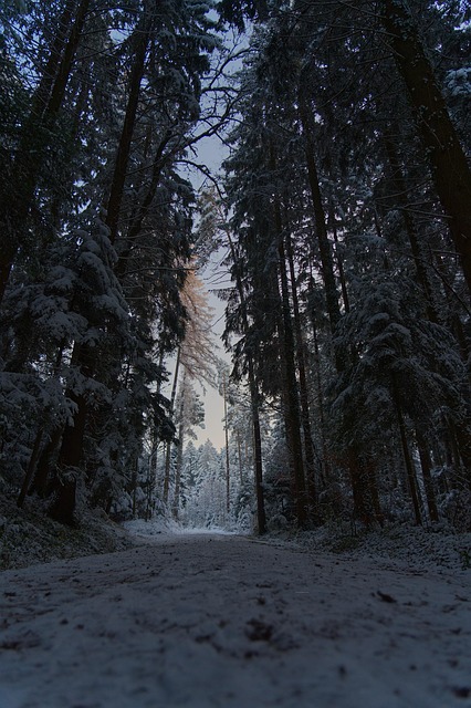 Free Trees Path photo and picture