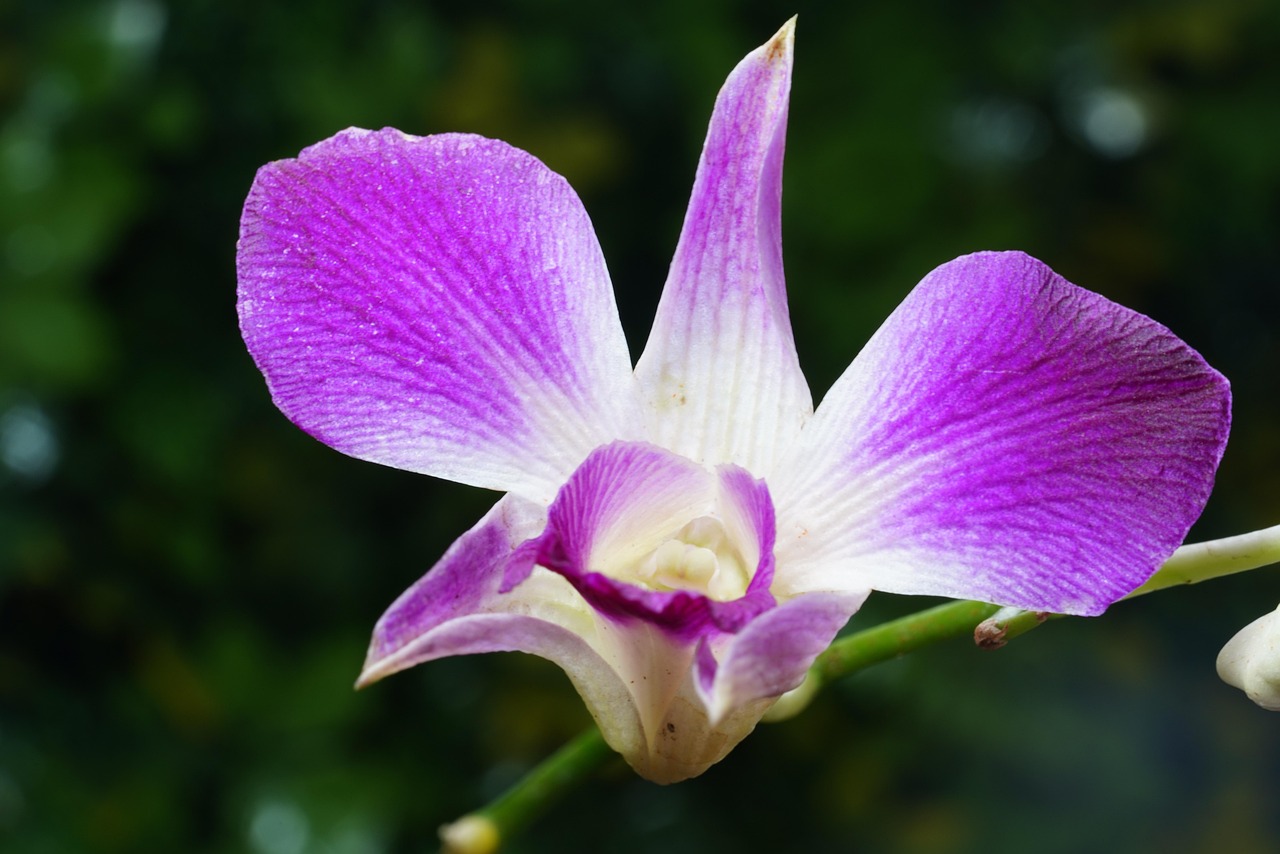 Orchid Flower Flora Free photo on Pixabay Pixabay