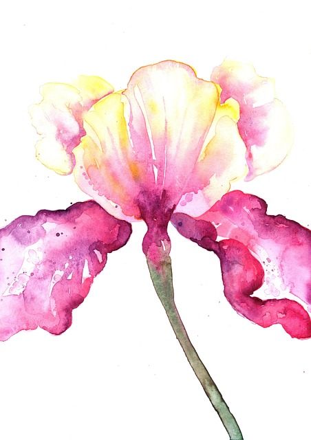 Blomst, Iris, Blomstre, Lilla, Lyserød