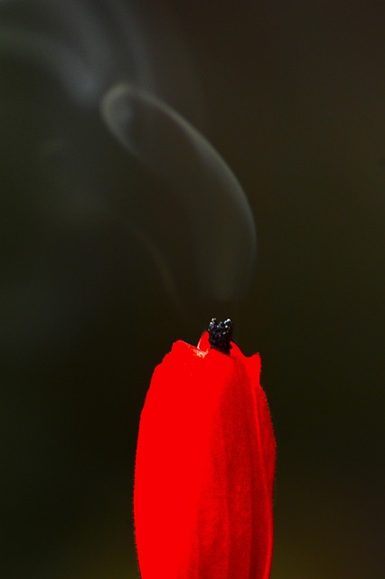 Free Flower Red photo and picture