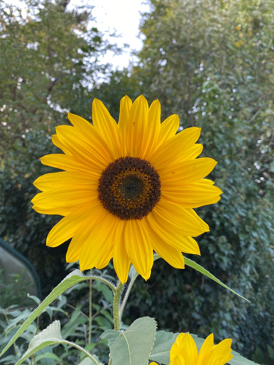  Sonnenblume Sunflower - Kostenloses Foto auf Pixabay - Pixabay Motiv 