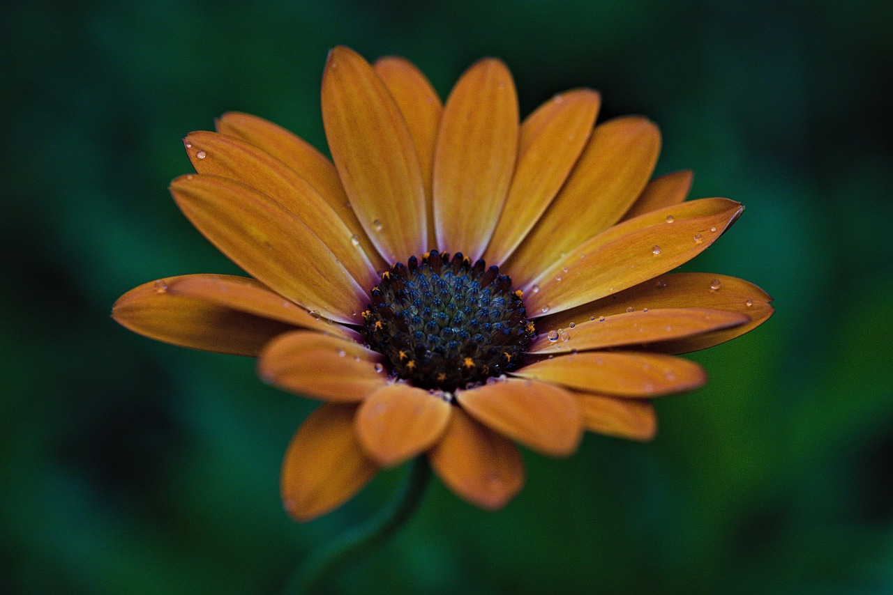 Margaret Colored Yellow - Free photo on Pixabay