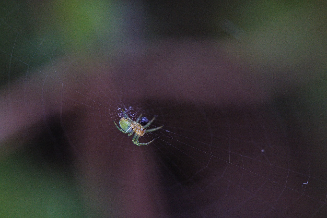 spider, insect, entomology, web, cobweb, spider mite, spiderweb