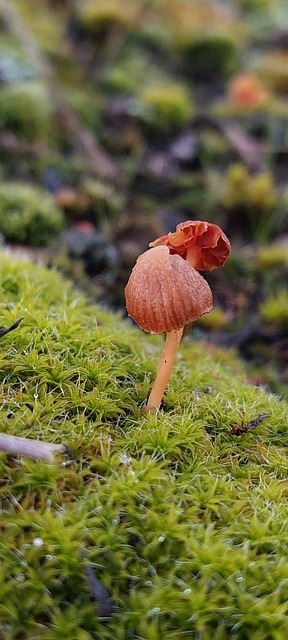 Mach, Cogumelo, Musgo De Cogumelo