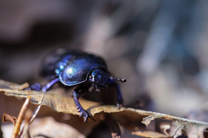 Zook Insect 500+ Free Żuk & Insect Photos - Pixabay