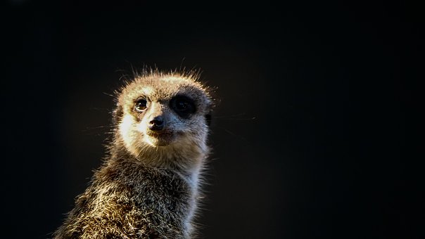 Afrika, Erdmännchen, Wache, Tier, Natur