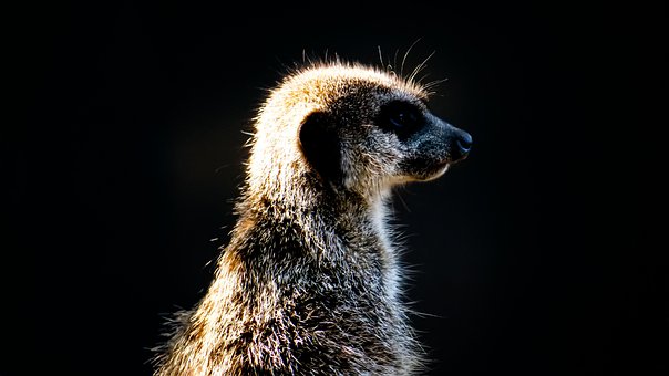 Erdmännchen, Bewachen, Aufmerksam