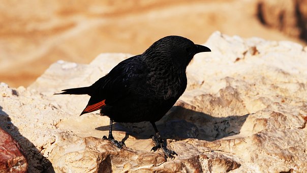 Rabe, Krähe, Vogel, Schwarz, Wüste