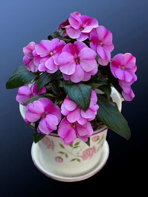 Free New Guinea Impatiens Nature photo and picture