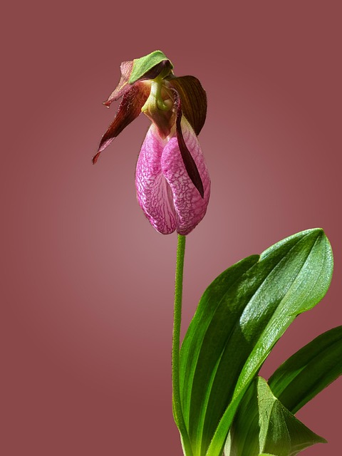 Free Orchids Flower photo and picture