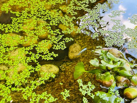 Aquarium, Waterplanten, Plant