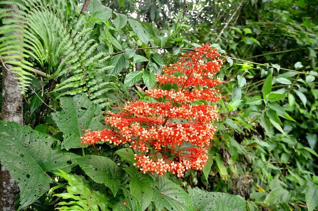 Free Bali Flower photo and picture