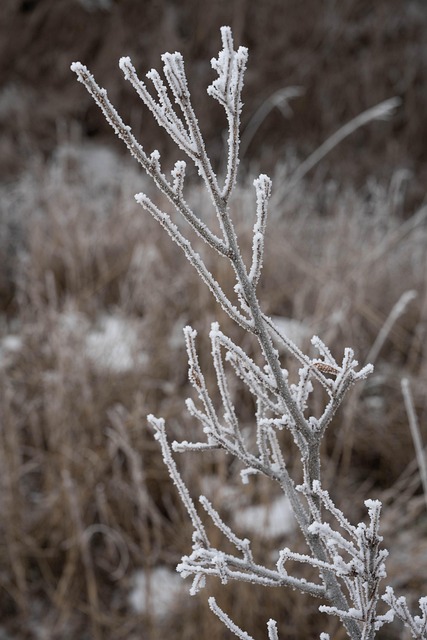 Frost, Zweig, Kalt, Winter, Natur