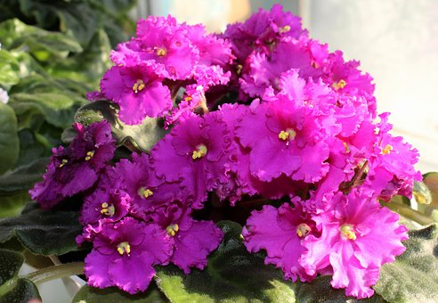 Květ, Příroda, Bloom, Flóra, Růžový