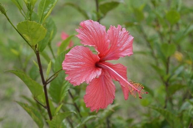 4,000+ Free Hibiscus & Flower Images - Pixabay