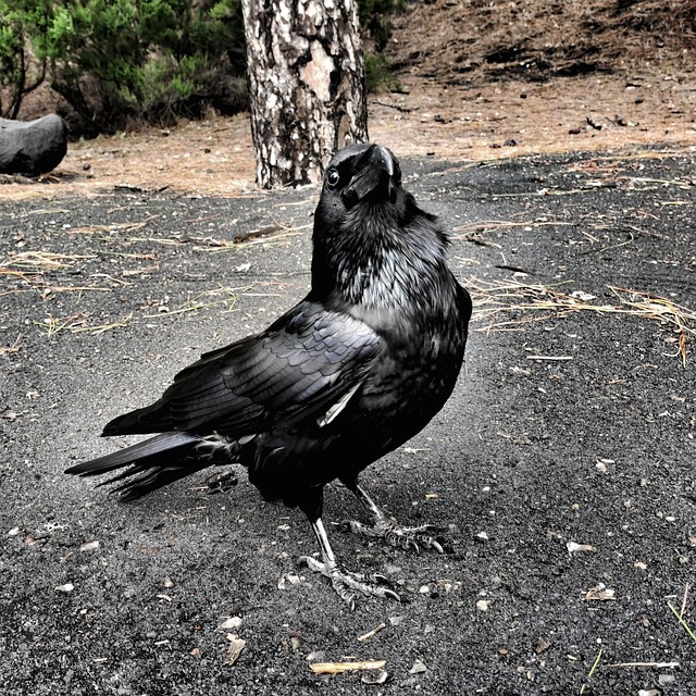 Rabe, Krähe, Vogel, Schwarz, Tier, Stolz