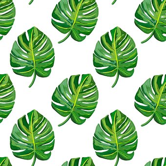 Free Plants Tropical illustration and picture