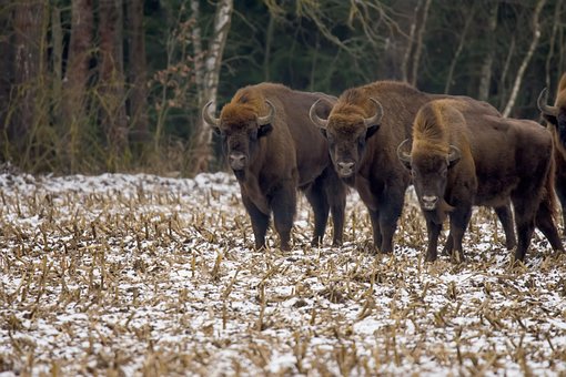 Bisonte Europeu, Inverno, Sábios