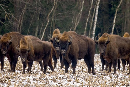 Bisonte Europeu, Inverno, Sábios