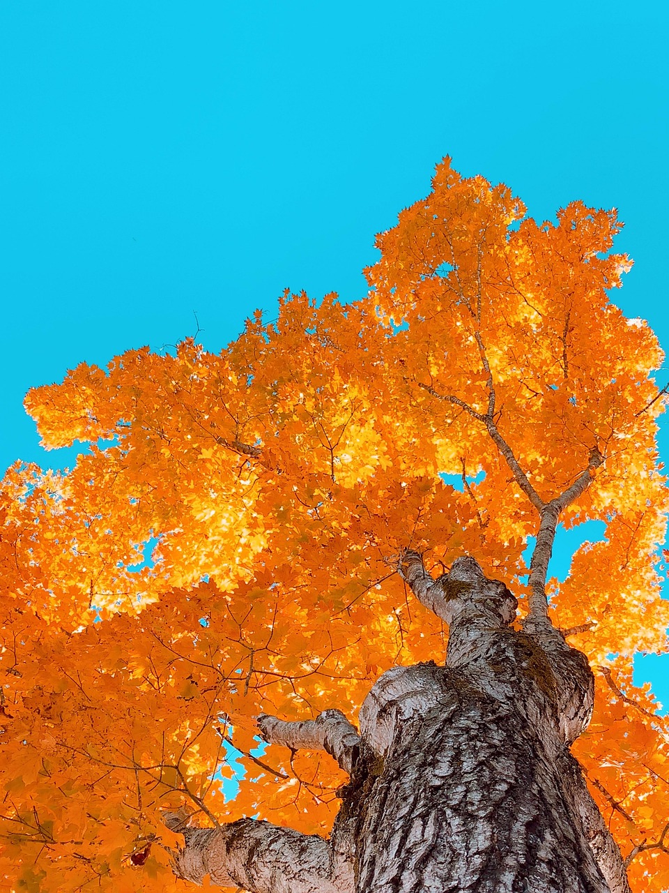 Tree Baks Tree Bark Leaves - Free photo on Pixabay