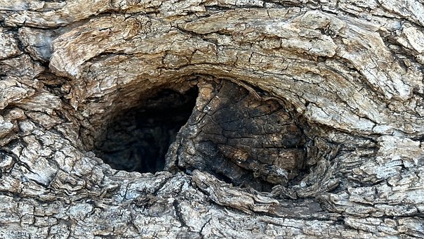 Free Wood Texture photo and picture