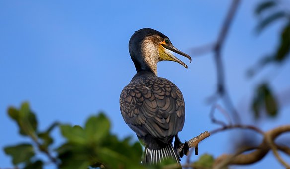 Vogel, Kormoran, Schnabel, Grüne Augen