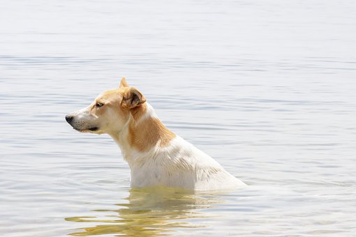 Hund, See, Haustier, Schwimmen