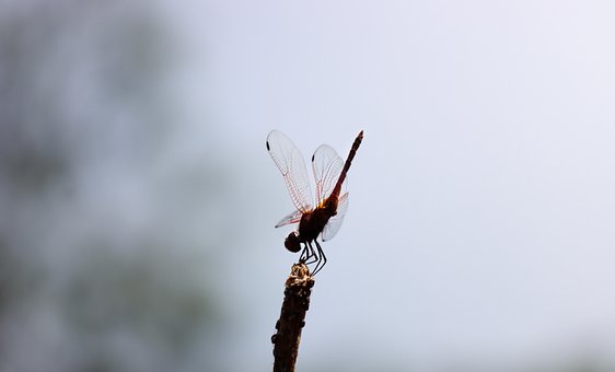 Libelle, Insekt, Flügel, Geäst