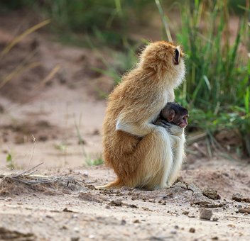 Affe, Baby Affe, Mutter Und Sohn