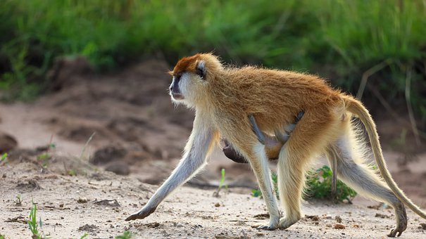 Affe, Baby Affe, Mutter Und Sohn