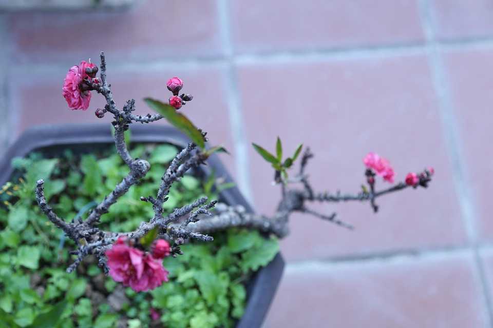Flower Dig Flower Dig Tet - Free photo on Pixabay - Pixabay