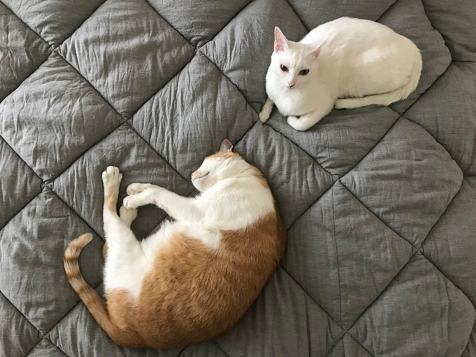 Cat Siblings Love Free photo on Pixabay Pixabay