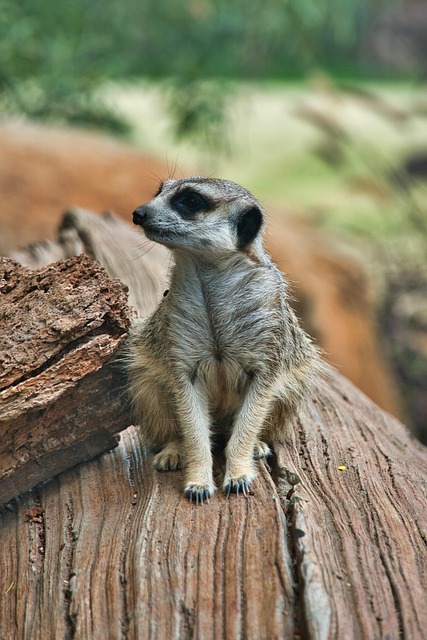 meerkat, wildlife, standing, suricata suricatta, hunter, cute, africa