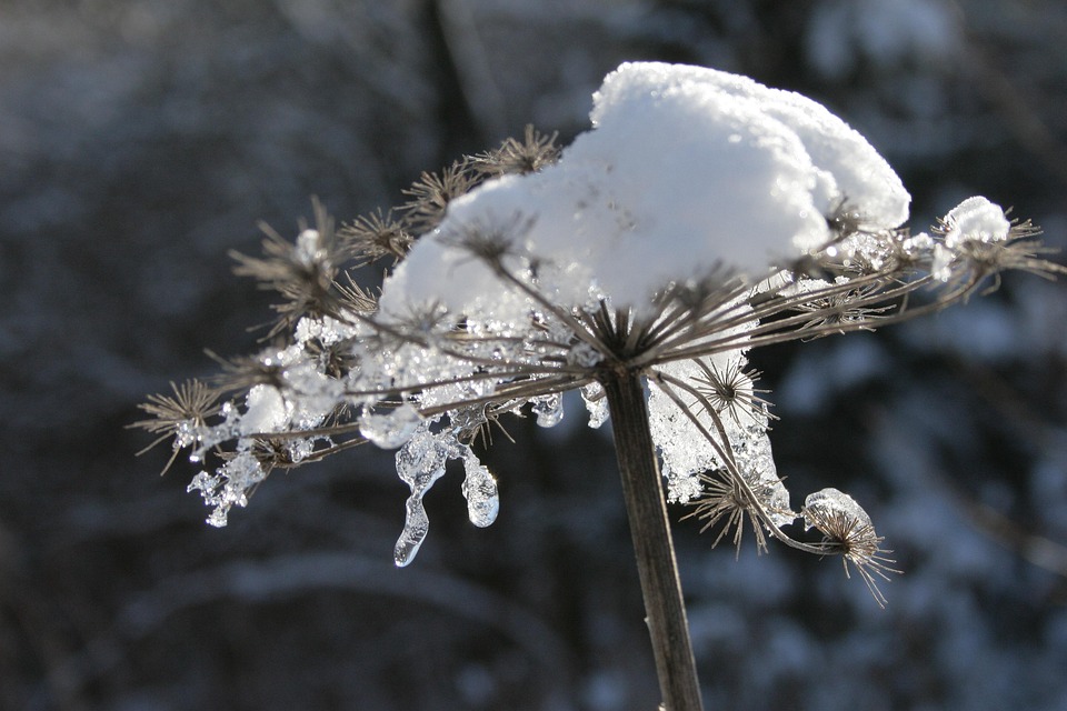 Umbel Flower Faded Covered In Snow Free photo on Pixabay Pixabay
