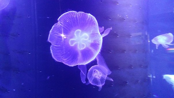 Qualle, Aquarium, Meer, Museum, Monaco
