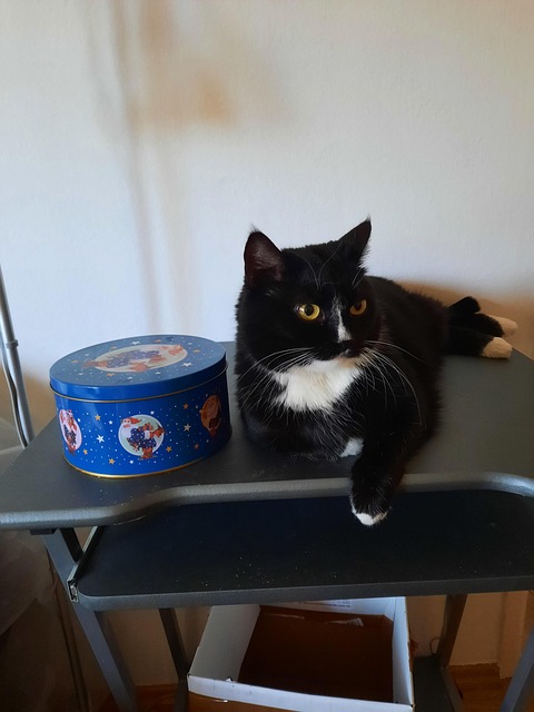 Free Black Cat photo and picture