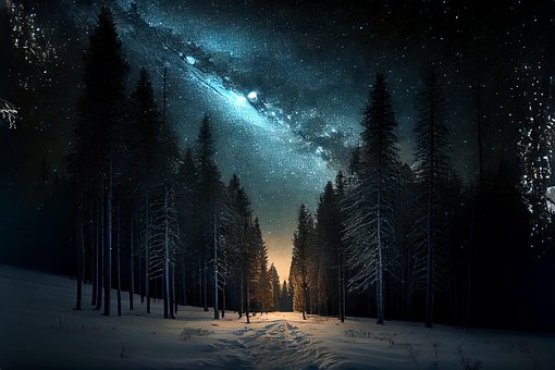 Free Trees Night Sky photo and picture