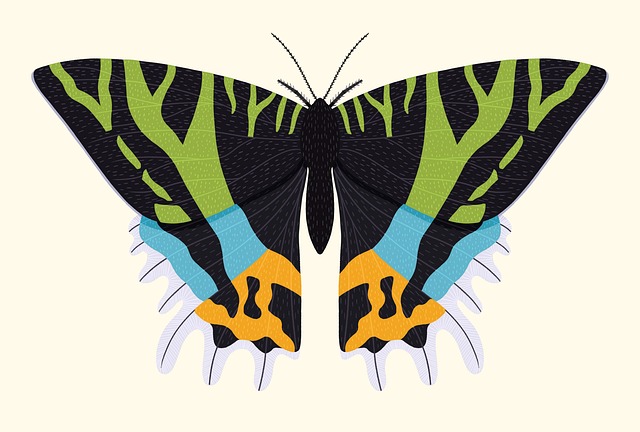 Free butterfly nature moth illustration