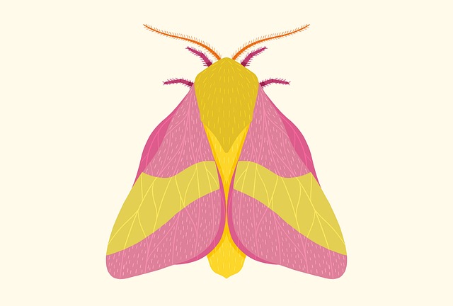 Free moth butterfly insect illustration