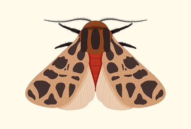 Free moth butterfly insect illustration