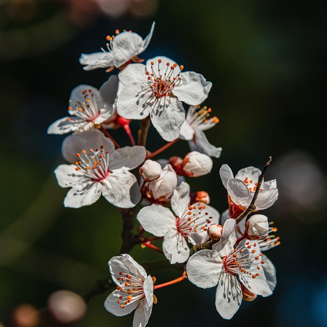 La Nature En Plein Air Fleur Photo Gratuite Sur Pixabay Pixabay La Nature En Plein Air Fleur Photo Gratuite Sur Pixabay Pixabay
