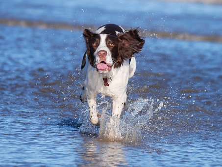 Hund, Hundehvalp, Natur, Cocker Spaniel