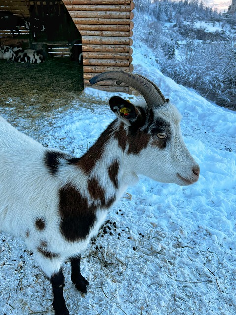 Free Animal Goat photo and picture
