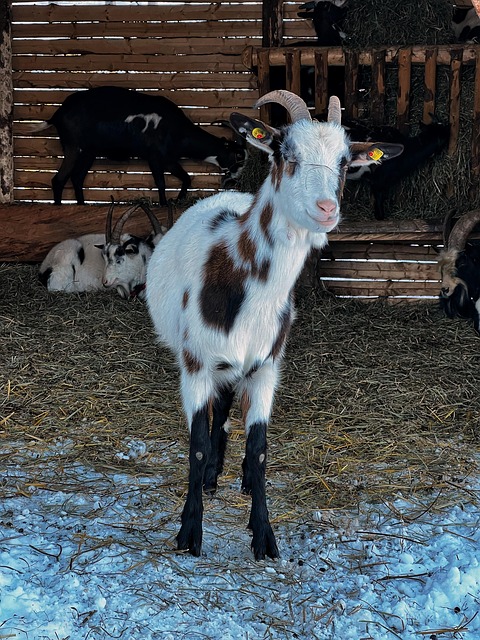 Free Cattle Hut photo and picture